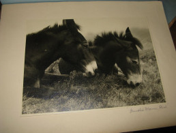 BELLE PHOTOGRAPHIE N&B "DEUX MULETS" Vers 1940-50 Signé ANNELIES MANN - Dédicacées