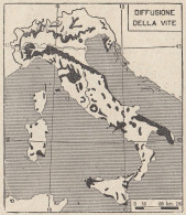 Italia - Coltura Della Vite - 1938 Mappa Epoca - Vintage Map - Carte Geographique