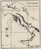 Italia - Coltura Dell'ulivo - 1938 Mappa Epoca - Vintage Map - Carte Geographique