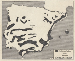 Coltura Dell'olivo Nella Penisola Iberica - Mappa D'epoca - 1935 Old Map - Landkarten