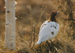 UCCELLO Animale Vintage Cartolina CPSM #PAN199.IT - Birds