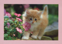 GATTO KITTY Animale Vintage Cartolina CPSM #PAM639.IT - Chats