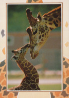 JIRAFA Animales Vintage Tarjeta Postal CPSM #PBS956.ES - Giraffe