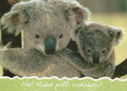 KOALA Animales Vintage Tarjeta Postal CPSM #PBS241.ES - Other & Unclassified