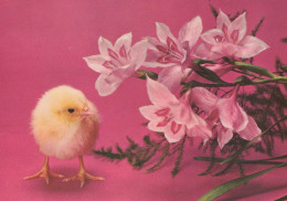 PASCUA POLLO Vintage Tarjeta Postal CPSM #PBO876.ES - Easter