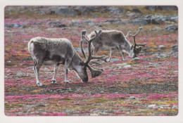 CERF Animaux Vintage Carte Postale CPSM #PBS551.FR - Sonstige & Ohne Zuordnung