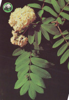 FLEURS Vintage Carte Postale CPSM #PAS475.FR - Flowers