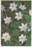 FLEURS Vintage Carte Postale CPSM #PAR454.FR - Flowers