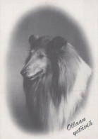 CHIEN Animaux Vintage Carte Postale CPSM #PAN970.FR - Chiens