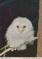 OISEAU Animaux Vintage Carte Postale CPSM #PAN257.FR - Vogels