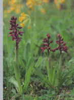 FLOWERS Vintage Ansichtskarte Postkarte CPSM #PBZ523.DE - Fleurs