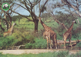 GIRAFFE Tier Vintage Ansichtskarte Postkarte CPSM #PBS960.DE - Girafes