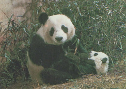 PANDAS GEBÄREN Tier Vintage Ansichtskarte Postkarte CPSM #PBS244.DE - Ours