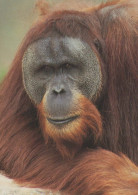 AFFE Tier Vintage Ansichtskarte Postkarte CPSM #PBR982.DE - Monkeys