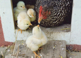 VOGEL Tier Vintage Ansichtskarte Postkarte CPSM #PBR704.DE - Pájaros