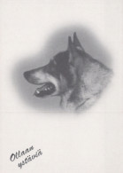 HUND Tier Vintage Ansichtskarte Postkarte CPSM #PAN971.DE - Perros