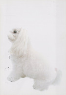 HUND Tier Vintage Ansichtskarte Postkarte CPSM #PAN573.DE - Chiens