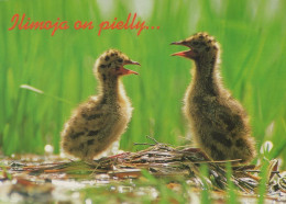 VOGEL Tier Vintage Ansichtskarte Postkarte CPSM #PAM702.DE - Pájaros