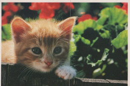 KATZE MIEZEKATZE Tier Vintage Ansichtskarte Postkarte CPSM #PAM382.DE - Cats