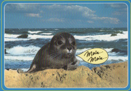 SEAL Animals Vintage Postcard CPSM #PBS674.GB - Otros & Sin Clasificación