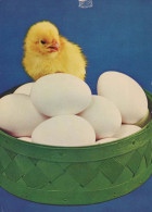 EASTER CHICKEN EGG Vintage Postcard CPSM #PBP004.GB - Ostern