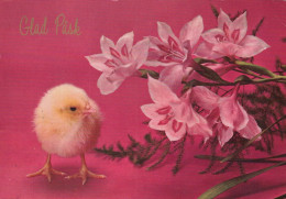 EASTER CHICKEN Vintage Postcard CPSM #PBO875.GB - Easter