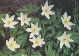 FLOWERS Vintage Postcard CPSM #PAR452.GB - Bloemen