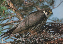 BIRD Animals Vintage Postcard CPSM #PAN195.GB - Vögel