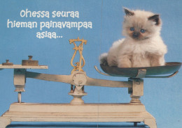 CAT KITTY Animals Vintage Postcard CPSM #PAM379.GB - Gatos