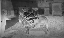 GRANDE PLAQUES DE VERRE. JEUNES POSANT SUR UN PONEY. VERS 1950.  MACHECOUL. LOIRE-ATLANTIQUE. - Diapositivas De Vidrio