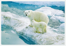 Postal Stationery China 2009 Polar Bear - Expediciones árticas