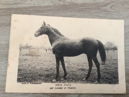 Cheval.gros Papa - Pferde