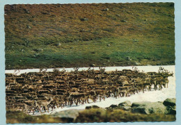 Wildreindeerherd - Hardangervidda - Troupeau De Rennes Sauvages - Norvegia