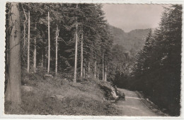 31 DEPT 42 : édit. J Cellard N° 48001 : La Foret Du Mont Pilat Route Du Bessat A Pélussin - Other & Unclassified