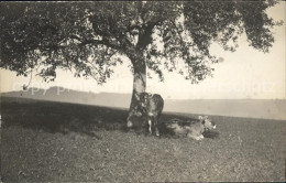 11742224 Heiden AR Landschafts Panorama Rinder Heiden - Autres & Non Classés