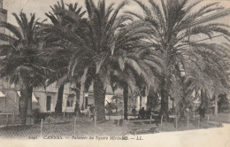 FR3042  --  CANNES  --  PALMIERS DU MERIMIERS   --  1907 - Cannes