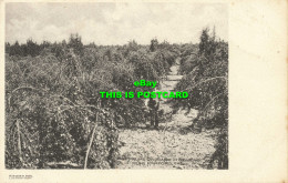 R608814 Cal. Prune Orchard In Bearing Near Hanford. M. Rieder - Monde