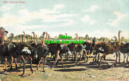 R608815 Ostrich Farm. Adolf Selige Publishing - Monde