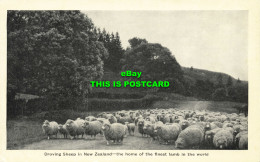 R609377 Droving Sheep In New Zeeland. The Home Of The Finest Lamb In The World - Monde