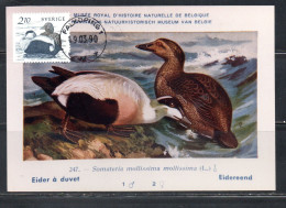 SWEDEN SVERIGE SVEZIA SUEDE 1986 NATURAL MUSEUM BIRD FAUNA WATERBIRDS EIDER 2.10k MAXI MAXIMUM CARD CARTE - Tarjetas – Máxima