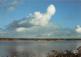 ARCACHON   LE TEICH Parc Ornithologique  Le Grand Large En Hiver    28 (scan Recto Verso)MG2809 - Arcachon