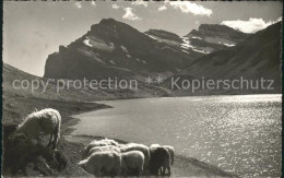 11737480 Gemmipass Wallis Daubensee Schafe Gemmipass  Wallis - Andere & Zonder Classificatie