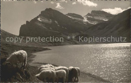 11737471 Gemmipass Wallis Daubensee Schafe Gemmipass  Wallis - Andere & Zonder Classificatie