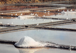 GUERANDE   Mouettes Rieuses Dans Les Marais Salants  10 (scan Recto Verso)MG2863 - Guérande