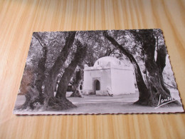 CPSM Blida (Algérie).Le Bois Sacré - La Kouba Sidi Yacoub. - Blida