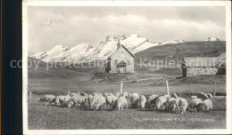 11736510 Melchsee-Frutt Kapelle Mit Titliskette Schafherde Melchsee-Frutt - Autres & Non Classés