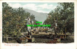 R609940 So. California. Picking Oranges. Charles Weidner. Autochrom - World