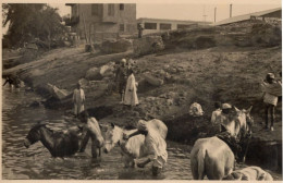 Washing Horses In Natal River Africa Old Postcard - Zonder Classificatie