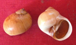 Euspira Fusca ( Blainville, 1826)- 29,5x 28mm & 28x 26mm. Malaga ( Spain). - Seashells & Snail-shells