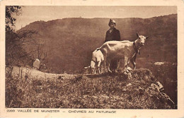 Vallée De MUNSTER - Chèvres Au Pâturage - Très Bon état - Munster